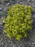 Seaside Sandplant (Honckenya Peploides)  Glacier Bay National Park  Alaska
