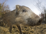 Wild Boar (Sus Scrofa)  Germany  Bavaria
