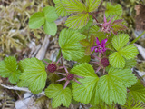Arctic Blackberry (Rubus Arcticus)  Glacier Bay National Park  Alaska