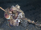 Veined Octopus (Octopus Marginatus) Carrying a Stick in its Tentacles While Crawling  Sulawesi
