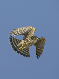 Merlin in Flight