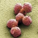 Synthetic Mycoplasma Bacteria  SEM