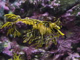 Leafy Sea Dragon (Phycodurus Eques)  Western Australia  Pacific Ocean