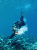 Attacking Californian Sea Lion  Zalophus Californianus  Sea of Cortez  Baja California  La Paz