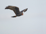 Snail Kite Flying and Vocalizing (Rostrhamus Sociabilis)