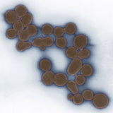 Synthetic Mycoplasma Bacteria  SEM