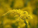 Seaside Goldenrod (Solidago Sempervirens)  Charleston  South Carolina  USA