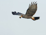 Snail Kite Flying with Prey in its Bill (Rostrhamus Sociabilis)