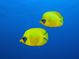 Masked Butterflyfishes  Chaetodon Semilarvatus  Daedalus Reef  Red Sea  Egypt
