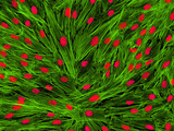 Human Fibroblast Cells Showing Cell Nuclei (Red) and Actin Protein Filaments
