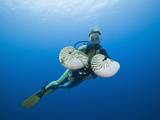 Chambered Nautilus and Diver  (Nautilus Pompilius)  Great Barrier Reef  Australia