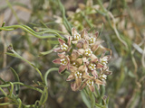 Climbing Milkweed (Sarcostemma Cynanchoides Hartwegii)  Joshua Tree National Park  Mojave Desert