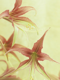 Amaryllis Flowers (Hippeastrum)  La Paz Variety