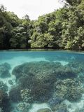 Coral Reef in Risong Bay  Micronesia  Palau