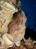 Close-Up View of Giant Frogfish Head Showing its Lure (Antennarius Commersonii)   Panglao Island