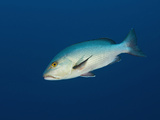 Two-Spot Red Snapper (Lutjanus Bohar)  Daedalus Reef  Red Sea  Egypt