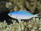 Lunar Fusilier (Caesio Lunaris) Marsa Alam  Red Sea  Egypt