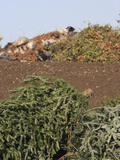 Recycling Yard and Organic Waste into Mulch