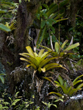 Bromeliad (Tillandsia Insularis)  Galapagos Islands  Ecuador