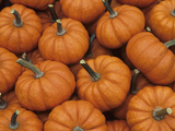 Decorative 'Jack Be Little' Mini Pumpkins (Cucubita Pepo) from a Home Garden