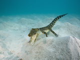 Saltwater Crocodile Swimming Near the Sandy Sea Floor (Crocodylus Porosus)  Micronesia  Palau