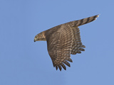 Sharp-Shinned Hawk in Flight