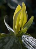 Yellow Trillium (Trilleum Luteum) Great Smoky Mountains Np