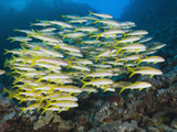 Yellowfin Goatfish (Mulloidichthys Vanicolensis) Daedalus Reef  Red Sea  Egypt