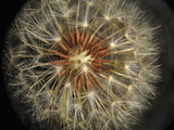 Dandelion Seeds (Taraxacum Officinale)  Stereomicroscopy