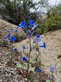 Desert Canterbury Bells (Phacelia Campanularia Vasiformis) Joshua Tree National Park  Mojave Desert