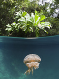 Mastigias Jellyfish (Matigias Papua)  Risong Bay  Micronesia  Palau
