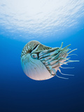 Chambered Nautilus (Nautilus Pompilius)  Great Barrier Reef  Australia