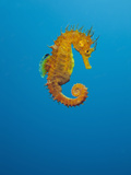 Yellow Long Snouted Seahorse (Hippocampus Ramulosus)  Tamariu  Costa Brava  Mediterranean Sea