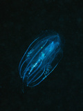 Comb Jellyfish (Tentaculata) Marsa Alam  Red Sea  Egypt