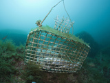 Fish Trap over a Coral Reef  Cap De Creus  Costa Brava  Spain