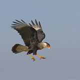 Crested Caracara in Flight (Caracara Cheriway)