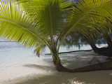Palm-Lined Beach on Palau Note That the Palms Illustrate Geotropism as a Result of Coastal Erosion