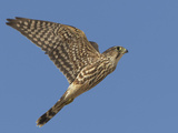 Merlin Flying