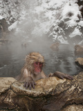 Young Japanese Macaque or Snow Monkey in a Hot Spring (Macaca Fuscata)  Jigokudani Park  Japan