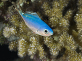 Lunar Fusilier (Caesio Lunaris) Marsa Alam  Red Sea  Egypt