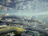 Pink Salmon Spawn in a Stream (Oncorhynchus Gorbuscha)  Fairbanks  Alaska  USA