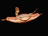 Red-Legged Swimming Crab Swimming Underwater (Portunus Convexus)  Djibouti  Africa  Gulf of Aden
