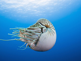 Chambered Nautilus (Nautilus Pompilius)  Great Barrier Reef  Australia