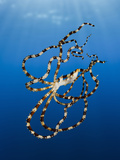 Wonderpus Octopus (Wunderpus Photogenicus)  Lembeh Strait  North Sulawesi  Indonesia