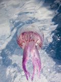 Mauve Stinger Jellyfish (Pelagia Noctiluca)  Cap De Creus  Costa Brava  Spain