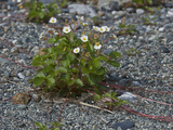 Pacific Beach Strawberry (Fragaria Chiloensis Pacifica)  Glacier Bay National Park  Alaska  USA