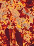Vitamin C (Ascorbic Acid) Crystals  Polarized LM X80