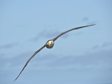 Waved Albatross Flying (Phoebastria Irrorata)  Punta Suarez  Espanola Island  Galapagos Islands