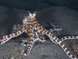 Mimic Octopus (Thaumoctopus Mimicus) a Species of Long Armed Octopus