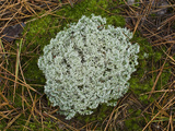 Green Reindeer Lichen (Cladonia Mitis) Lake Superior State Forest  Upper Peninsula